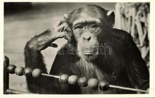 A csimpánz tanul, Kiadja Budapest székesfőváros állat- és növénykertje / Chimpanzee taking a lesson, Budapest Zoo