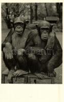 Budapest XIV. Székesfővárosi Állatkert, az állatkerti csimpánzpár