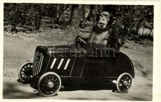 Csimpánz gépkocsiban, Kiadja Budapest székesfőváros állat- és növénykertje / Chimpanzee driving an automobile, humour, Budapest Zoo