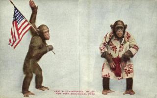 New York City, New York Zoological Park, Chimpanzee Baldy