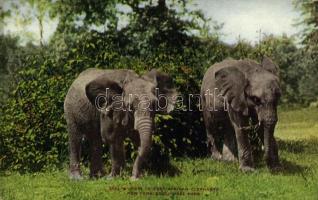 New York City, New York Zoological Park, Pair of East African Elephants