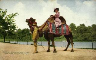 New York City, New York Zoological Park, Riding Animal, Camel (worn corners)