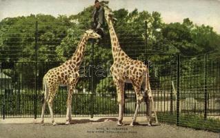 New York City, New York Zoological Park, Giraffes