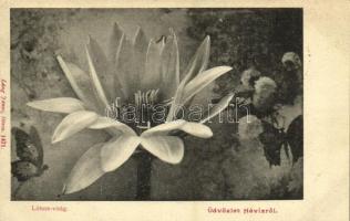 Hévíz - 5 db régi városképes lap / 5 pre-1945 town-view postcards