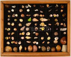 Különféle kagyló és csiga gyűjtemény, kb 100 db, fa berakóban, 50×50 cm