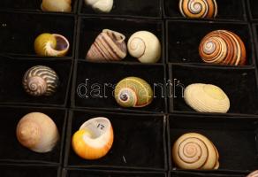 Különféle kagyló és csiga gyűjtemény, kb 100 db, fa berakóban, 50×50 cm