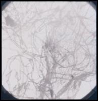 cca 1936 Kinszki Imre (1901-1945) budapesti fotóművész hagyatékából, jelzés nélküli vintage negatív ...