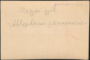 cca 1934 Kinszki Imre (1901-1945) budapesti fotóművész pecséttel jelzett vintage fotóművészeti alkot...