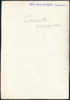cca1936 Kinszki Imre (1901-1945) budapesti fotóművész pecséttel jelzett vintage fotóművészeti alkotá...