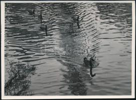 cca 1933 Kinszki Imre (1901-1945) budapesti fotóművész pecséttel jelzett vintage fotóművészeti alkotása (Aquatic pattern), 11,8x16 cm