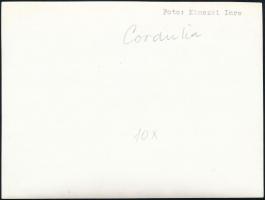 cca 1934 Kinszki Imre (1901-1945) budapesti fotóművész feliratozott, vintage fotóművészeti alkotása ...