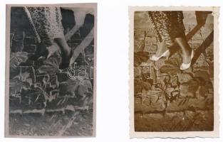 cca 1938 Thöresz Dezső (1902-1963) békéscsabai gyógyszerész és fotóművész hagyatékából jelzés nélküli   vintage fotó és vintage negatív, 9x6 cm
