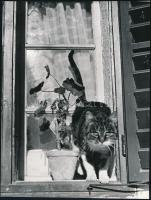 1958 Szöllősy Kálmán (1887-1976): Modena, feliratozott vintage fotó, 24×18,5 cm