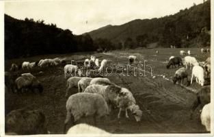 Szováta, Sovata; legelő juhnyáj / flock of sheep. photo. Atelier Helios M. Gebauer