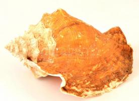 Nagy méretű tengeri kagyló 27 cm