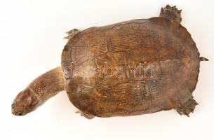 Teknős preparátum, jó állapotban, 34×10 cm