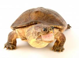 Teknős preparátum, jó állapotban, 34×10 cm