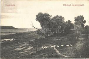 1907 Dunavecse, Dunai részlet, libák. Horváth fényképész kiadása (EK)