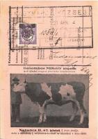 1931 Győrújfalu, Galambos Mihály kisgazda győrújfalui magyar pirostarka tenyészetének Narancs II. 6/7. jelzésű 3 éves üszője, mely a szövetség I. tenyészmarhavásár és díjazásán I. díjat nyert. A lapon a Felsődunántúli Szarvasmarhatenyésztő Egyesületek Szövetsége levele (EK)