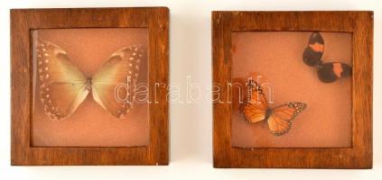2 doboz preparált pillangó, falra akasztható, 19×19×3 cm