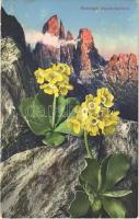 Platenigel (Alpen-Aurikel) / Primula auricula, mountain flower