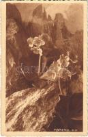 Plattenigl (Alpenaurikel) / Primula auricula, mountain flower