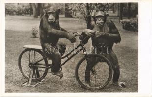 Kerékpározni tanuló csimpánzok, Kiadja Budapest székesfőváros állat- és növénykertje / Chimpanzee riding a bicycle, humour, Budapest Zoo