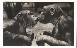 Szeretet, Kiadja Budapest székesfőváros állat- és növénykertje, Chimpanzees in love, Budapest Zoo