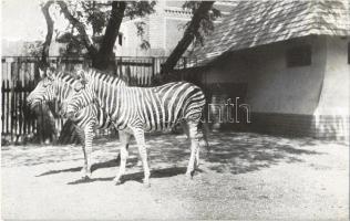 Budapest XIV. Székesfővárosi Állatkert, Chapman zebrák + Az Állatkert Szent István-heti ajándéka bélyegzés
