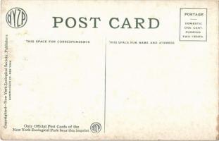 New York City, New York Zoological Park, Two-Horned African Rhinoceros (fl)