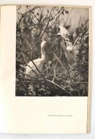 Ifj. Tildy Zoltán: Kisbalaton. Vertse Albert bevezetőjével. Ifj. Tildy Zoltán fotóival. Bp.,1953,Műv...