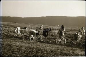 cca 1940 Matheisel József (1908-1961) rozsnyóbányai fotóművész hagyatékából 9 db vintage negatív (re...