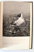 ifj. Dr. Tildy Zoltán: Fehértó. Bp.,(1951), Országos Természetvédelmi Tanács,(Szikra-ny.), 75 p. Els...