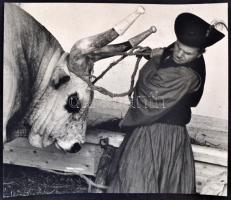 cca 1970 Darkó István budapesti fotóművész pecséttel jelzett, vintage fotóművészeti alkotása (Állatgondozó), 25x29 cm