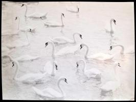 cca 1975 Hattyúk tava, vintage fotóművészeti alkotás, jelzés nélkül, 30x40 cm