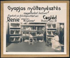 cca 1930-1940 Cegléd, gyapjas nyúltenyésztés, kartonra ragasztott fotó, 8,5×11 cm
