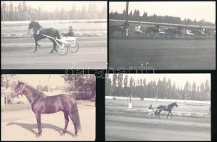 cca 1975 Ügető lovak, Zeusz, Zápolya, Cumulus, Fűzfaliget, 4 db fotó, 9×12 cm