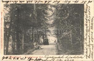 1906 Lőcsefüred, Levoca Kúpele; erdő. Braun Fülöp kiadása / forest
