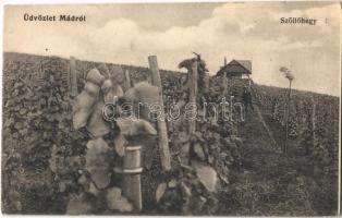 1922 Mád, Szőlőhegy, szőlőskert (gyűrődés / crease)