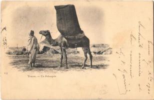 Un Palanquin / palanquin, camel, Tunisian folklore (EK)