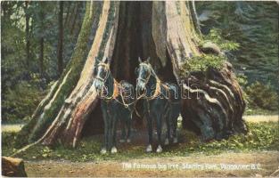 1907 Vancouver, Stanley Park, The Famous Big Tree, horses