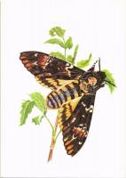 12 db modern motívumlap lepkékkel és pillangókkal / 12 modern motive cards with butterflies