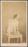 cca 1870 Kutya fotója vizitkártya méretben