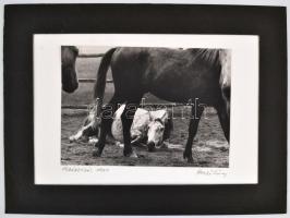 1974 Hemző Károly (1928-2012): Ábrándozás, fotó kartonra ragasztva, aláírt, 20×29 cm