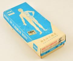 Emberi test modellje, akupunktúrás pontokkal, műanyag, eredeti dobozában, leírással, m: 26,5 cm