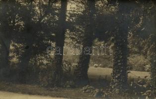 1912 Oravica, Oravita; erdő / forest. photo