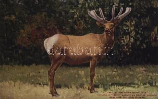 New York City, New York Zoological Park, American Wapiti (Elk), Antlers in Velvet, About Two Months Growth (gluemark)
