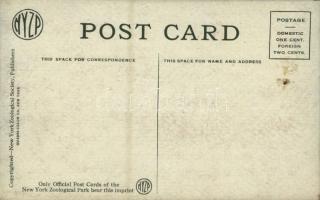 New York City, New York Zoological Park, American Wapiti (Elk), Antlers in "Velvet", About...