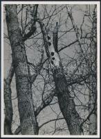 cca 1934 Kinszki Imre (1901-1945) budapesti fotóművész hagyatékából, pecséttel jelzett, vintage fotó (Kettétört fa), 16,5x12 cm