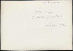 1936 Kinszki Imre (1901-1945) budapesti fotóművész hagyatékából, pecséttel jelzett, vintage fotó, a ...